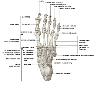 Podotherapie voet